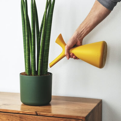 A propos Plants Store Gallery Img 2